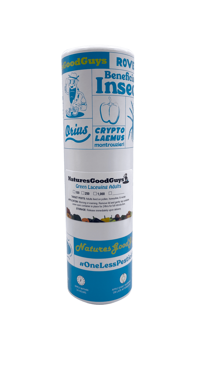 Green Lacewing Adults | Aphid Exterminator – NaturesGoodGuys