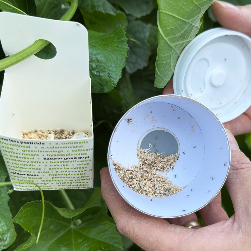 Beneficial Insects – Tagged 