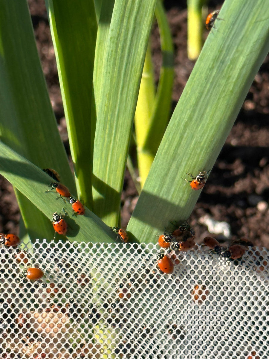 Ladybugs 101: Your Guide to Natural Pest Control – NaturesGoodGuys