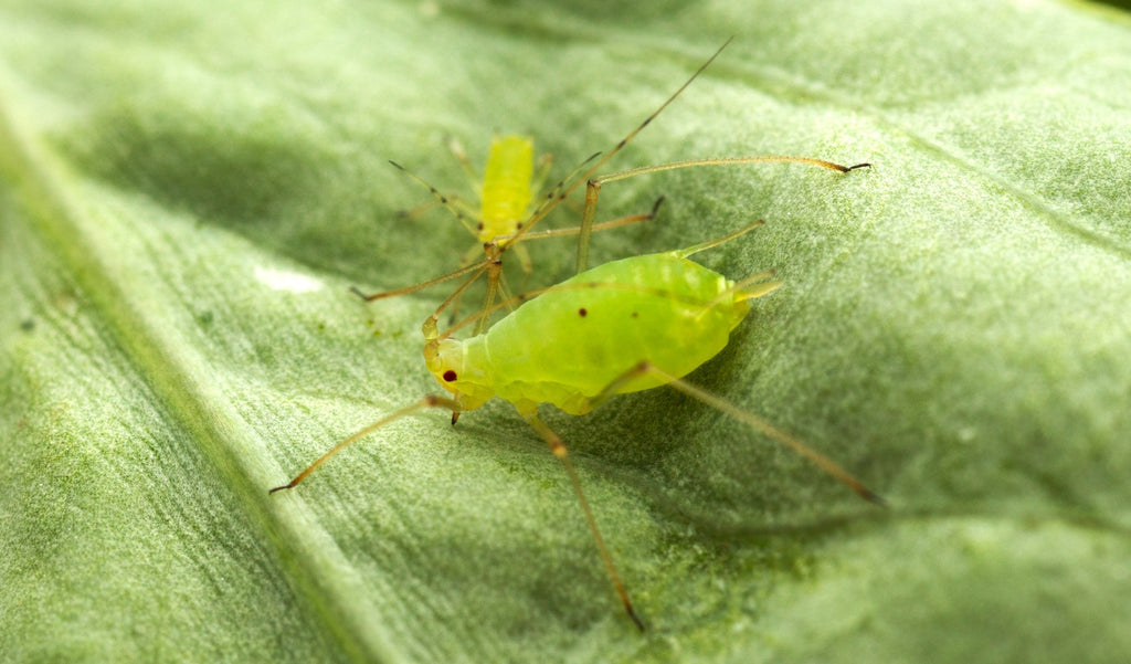 Common Summer Pests