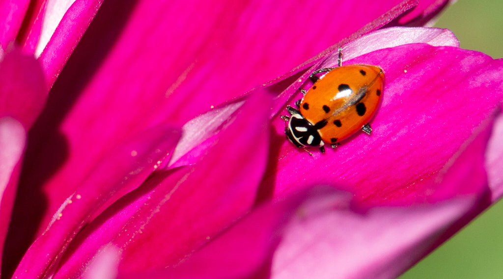 Beneficial Insects – NaturesGoodGuys