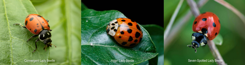 Beneficial Insects – Tagged 