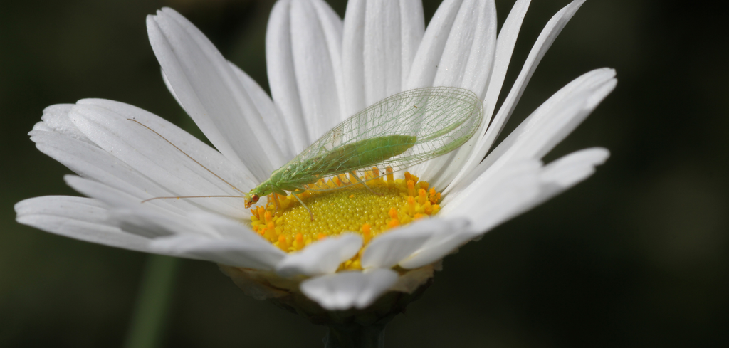 Adult Green Lacewing resting on a daisy. 
