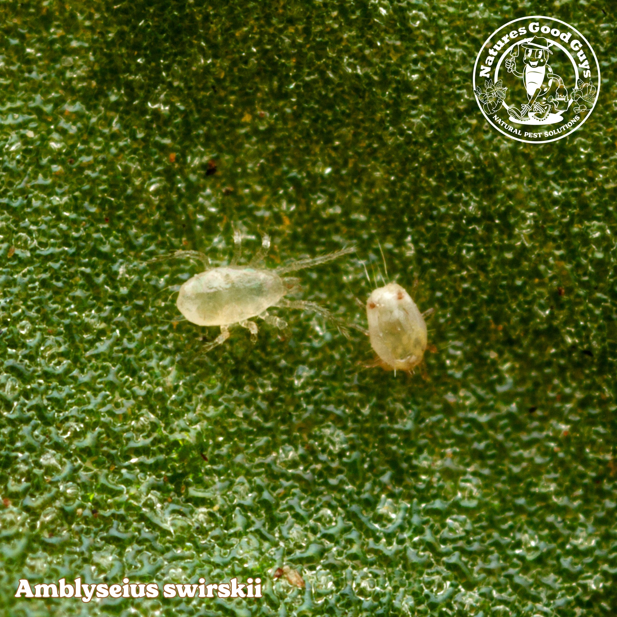Amblyseius swirskii - Spider Mite, Thrips, & Whitefly Control