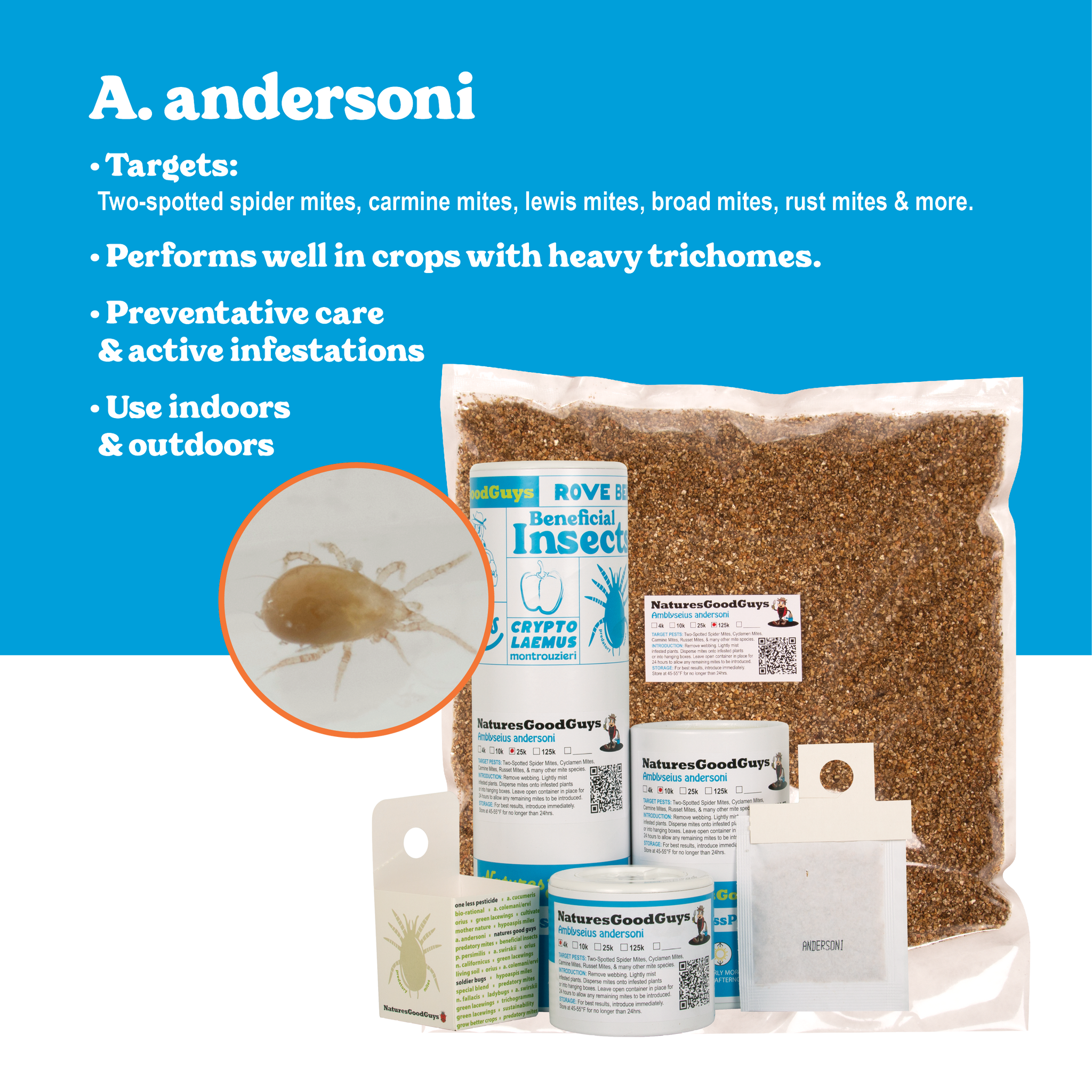 Amblyseius andersoni | General Mite Predator – NaturesGoodGuys