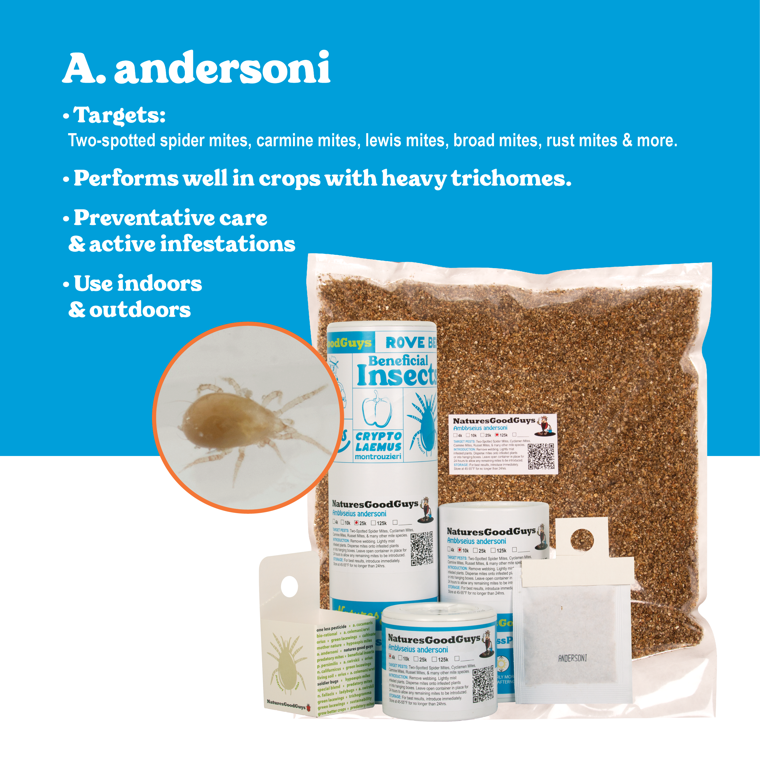 Amblyseius andersoni Sachets | General Mite Predator – NaturesGoodGuys