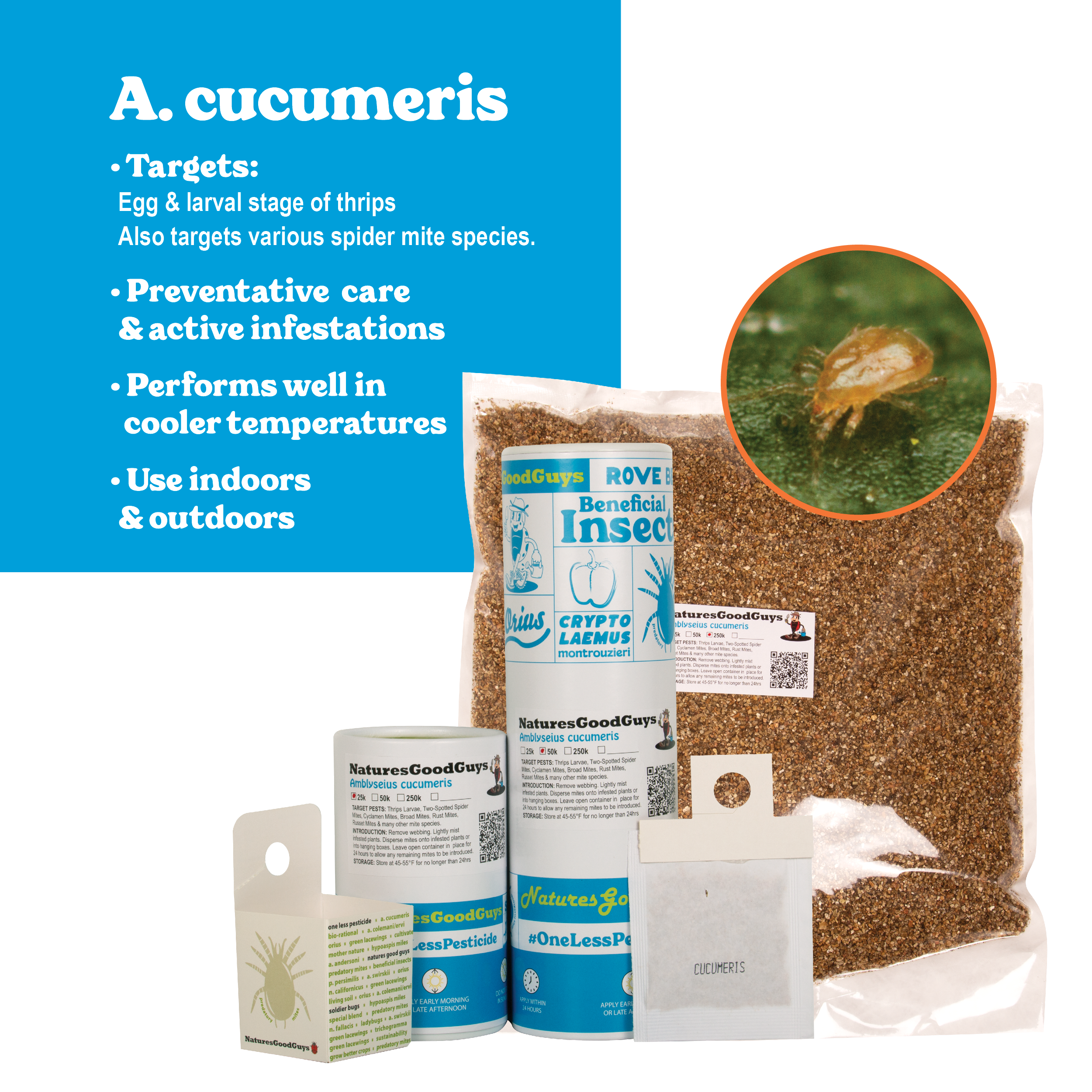 spider mite killer for indoor plants Amblyseius Cucumeris