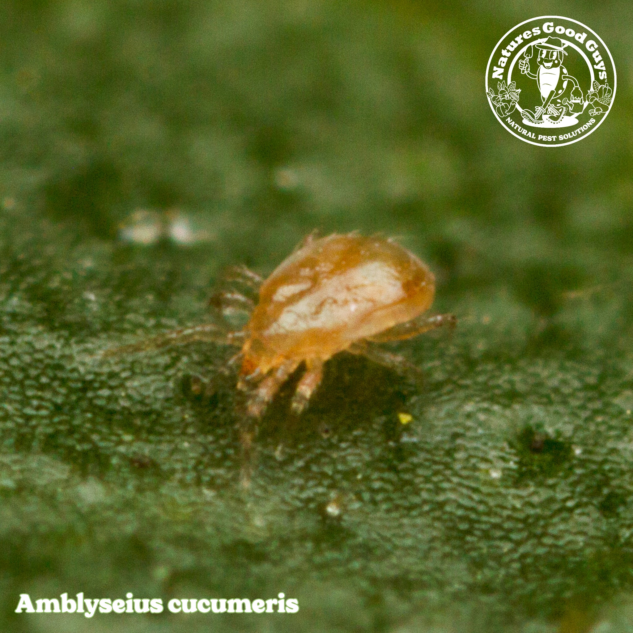 Amblyseius Cucumeris Sachets | Immature Stage Thrips Control