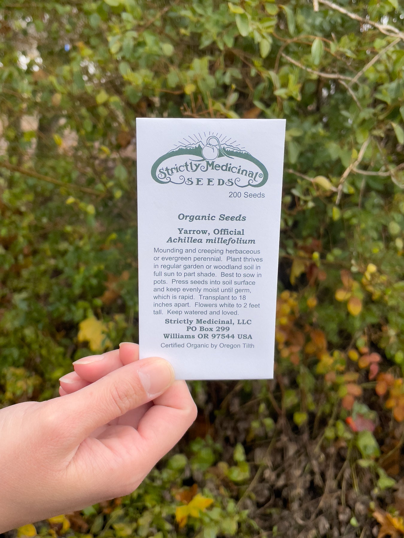 plant yarrow seeds Yarrow Seeds – NaturesGoodGuys