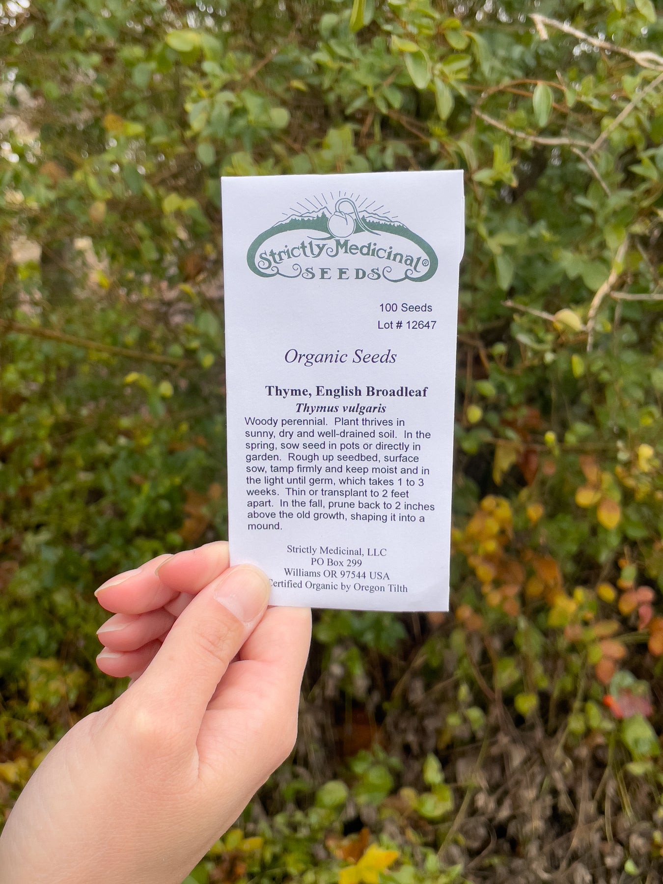 comfrey plant seeds Comfrey Seeds – NaturesGoodGuys