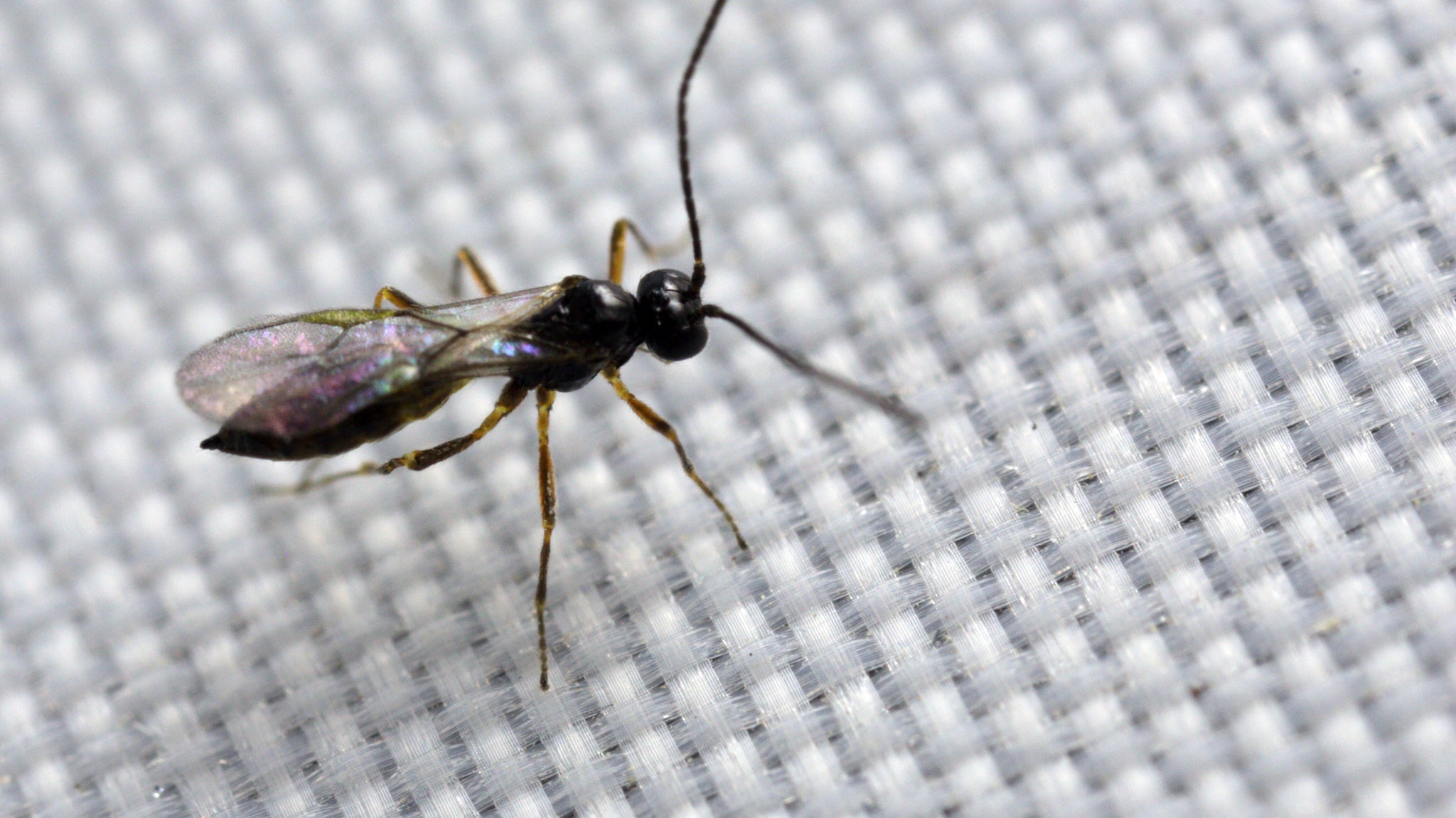 Aphid Triple Mix - A. colemani + A. ervi + A. abdominalis - Aphid