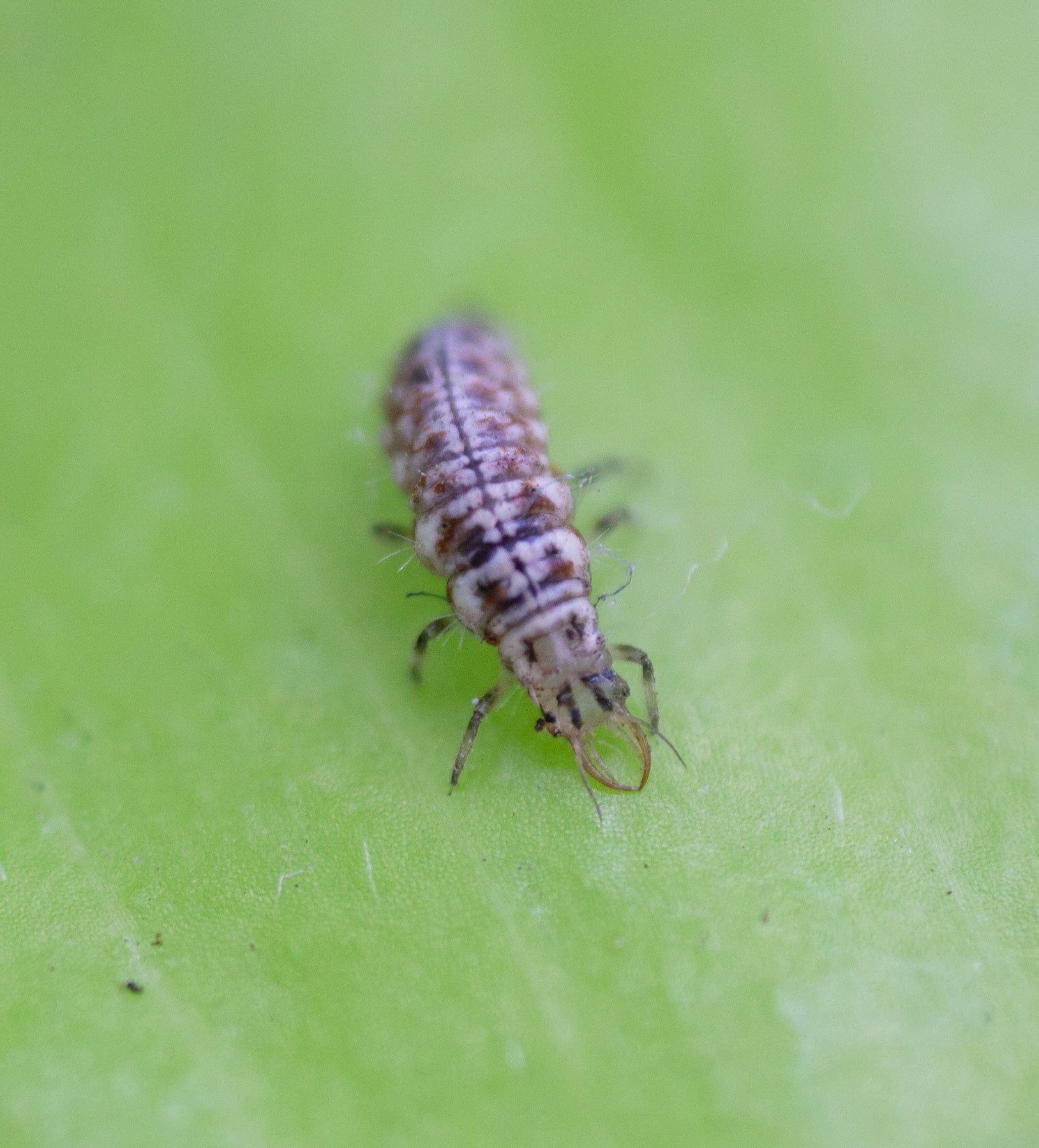 Green Insect Larvae Green Lacewings - 1000 Larvae - Aphid Exterminator – NaturesGoodGuys