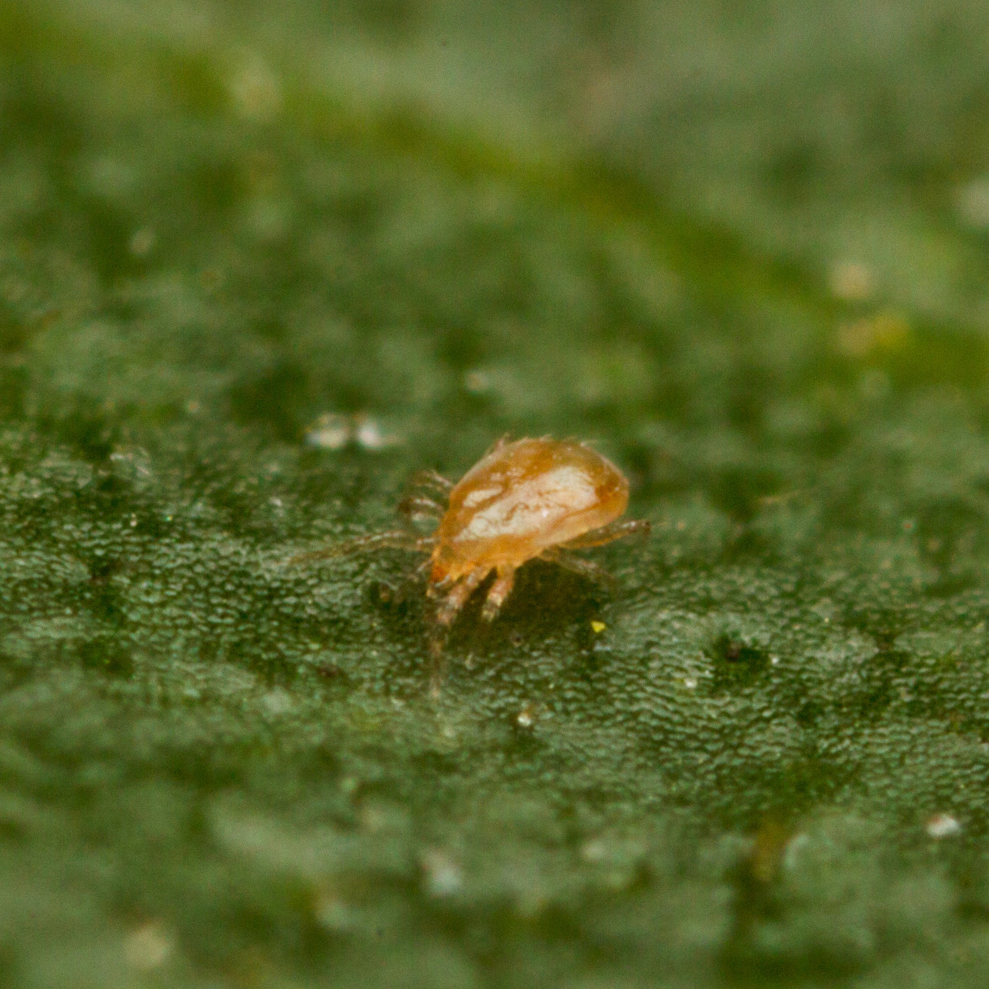 predatory bugs for indoor plants Amblyseius Cucumeris