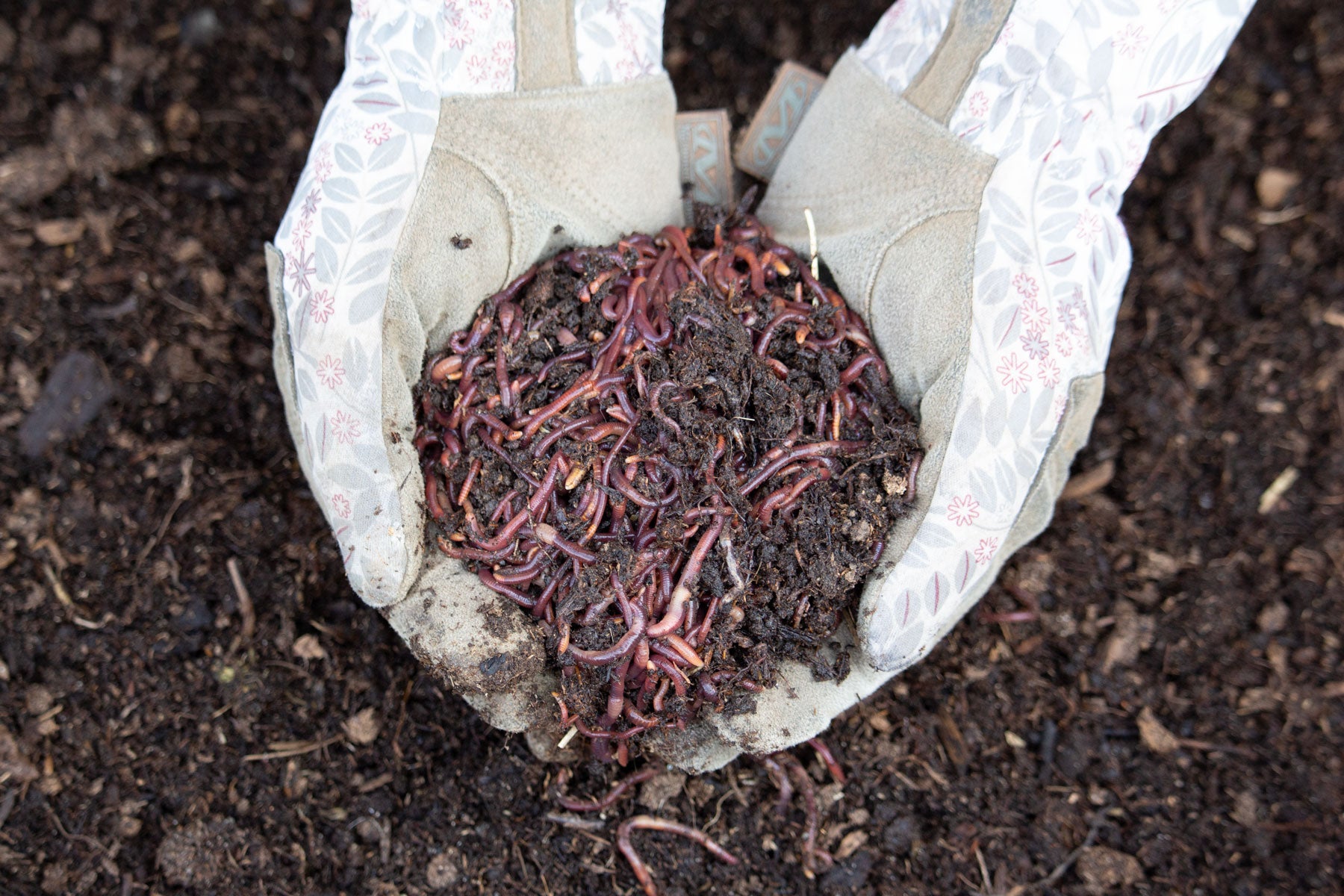 Red Wigglers For Sale