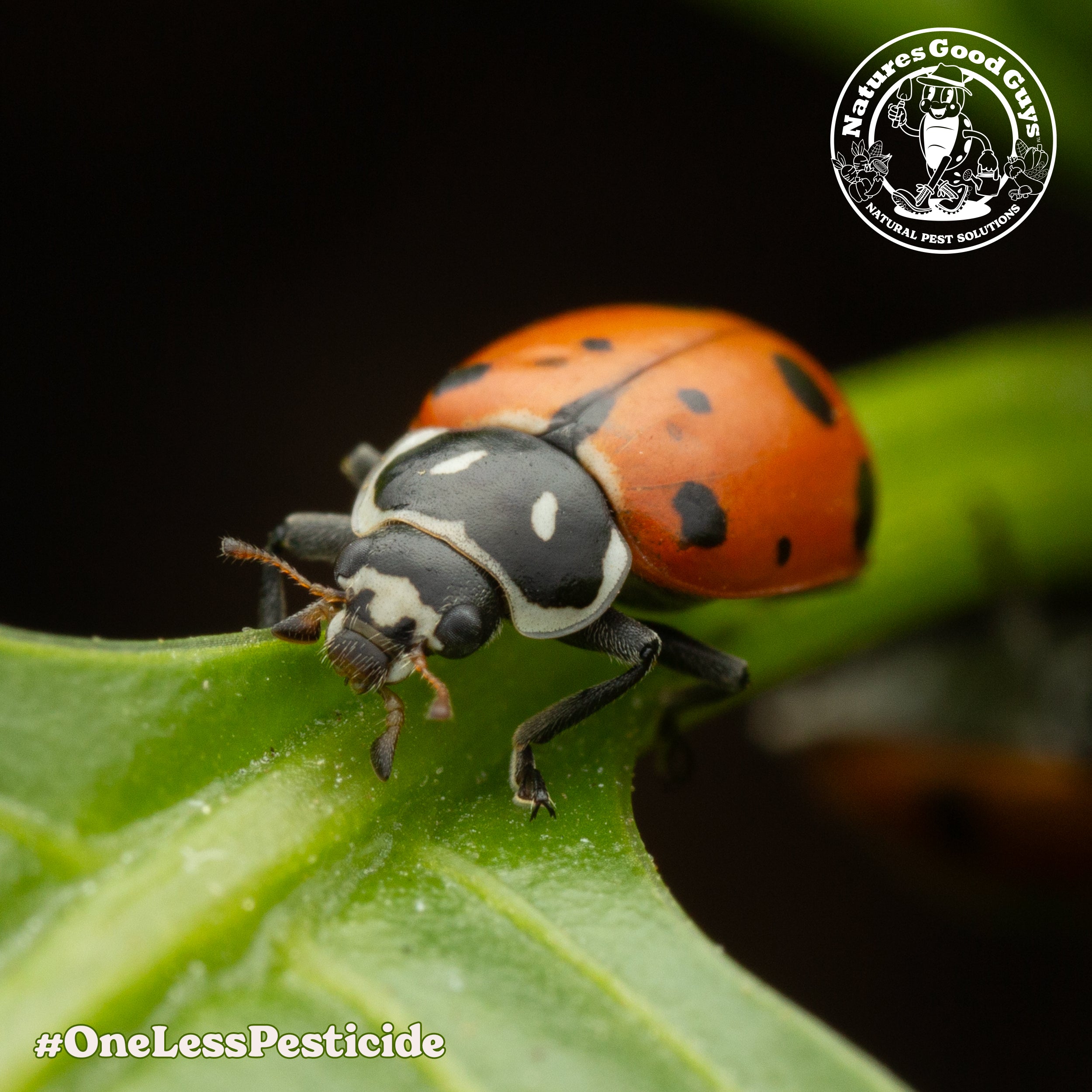 ladybugs for indoor plants Ladybugs