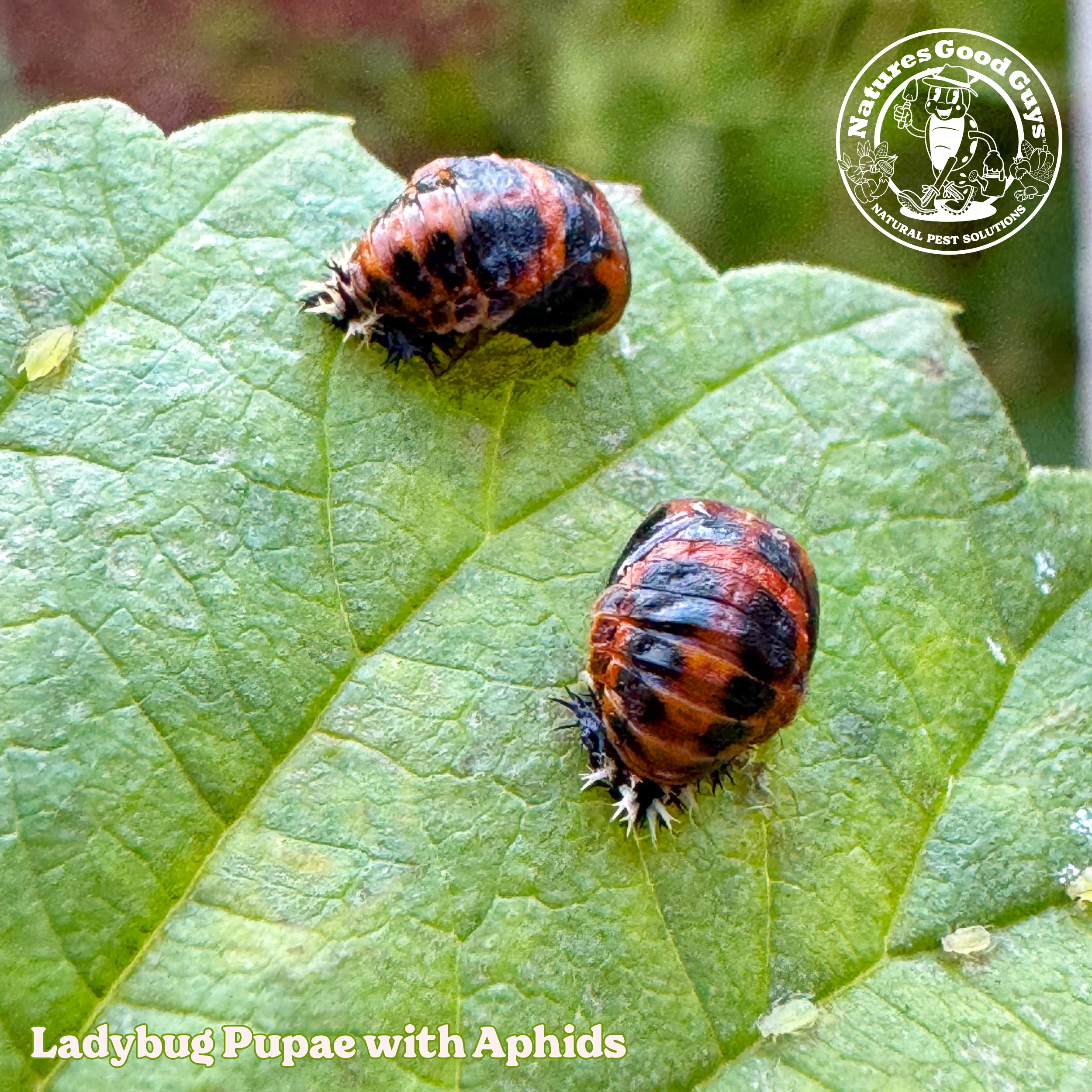 ladybugs for indoor plants Ladybugs