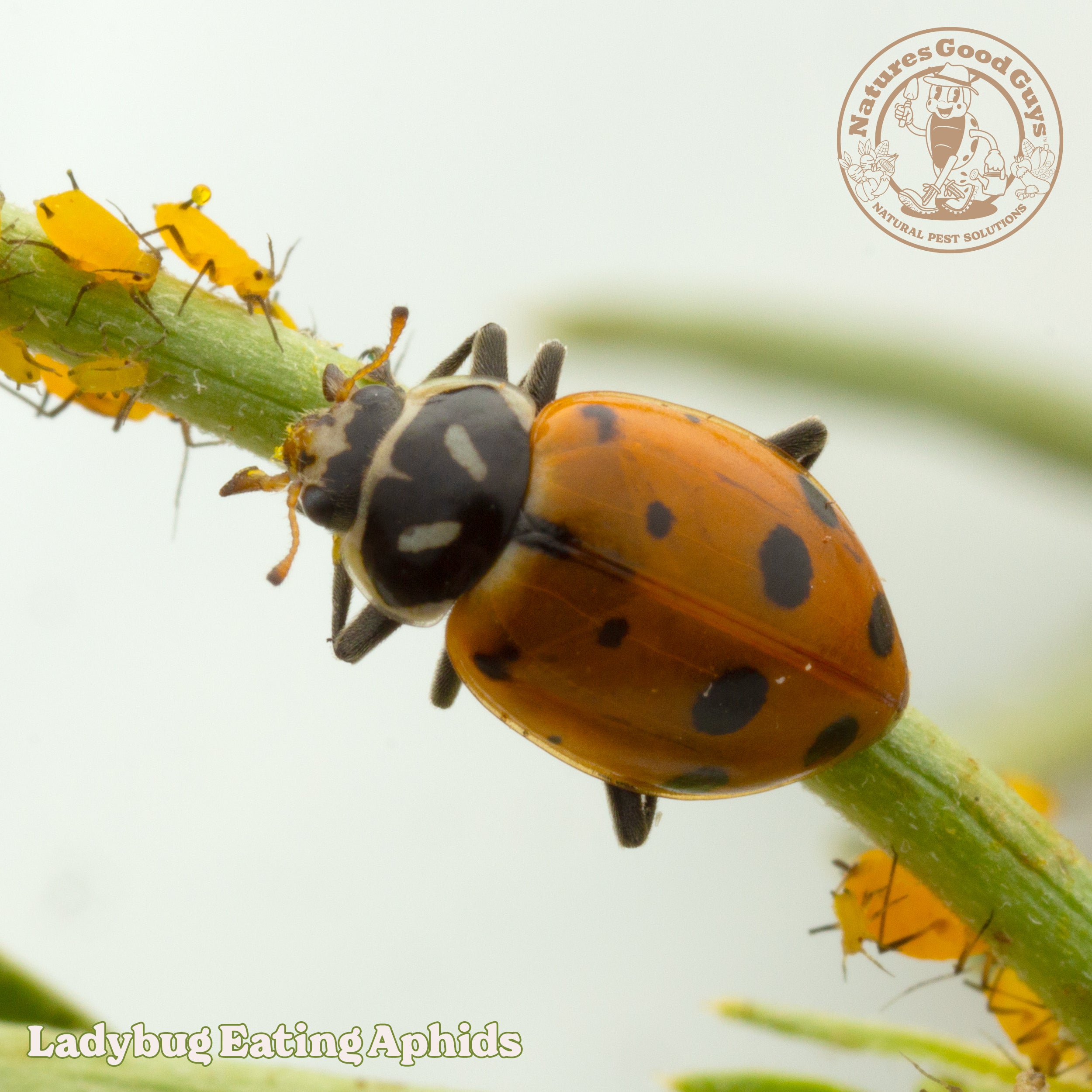 are ladybugs good for indoor plants Ladybugs
