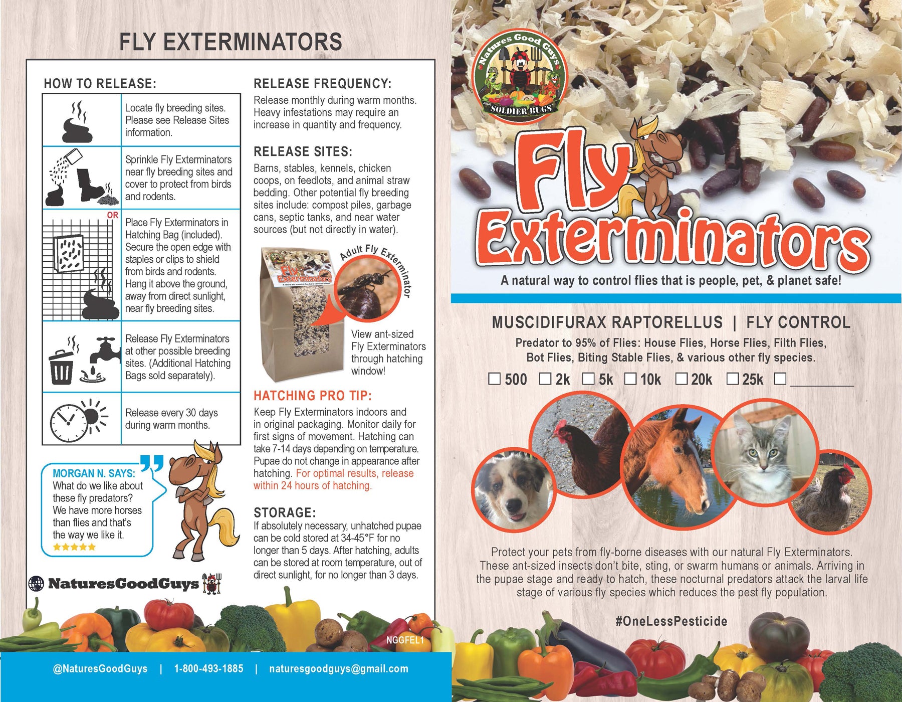 How to get rid of flies? Identify, control, exterminate - Integrum