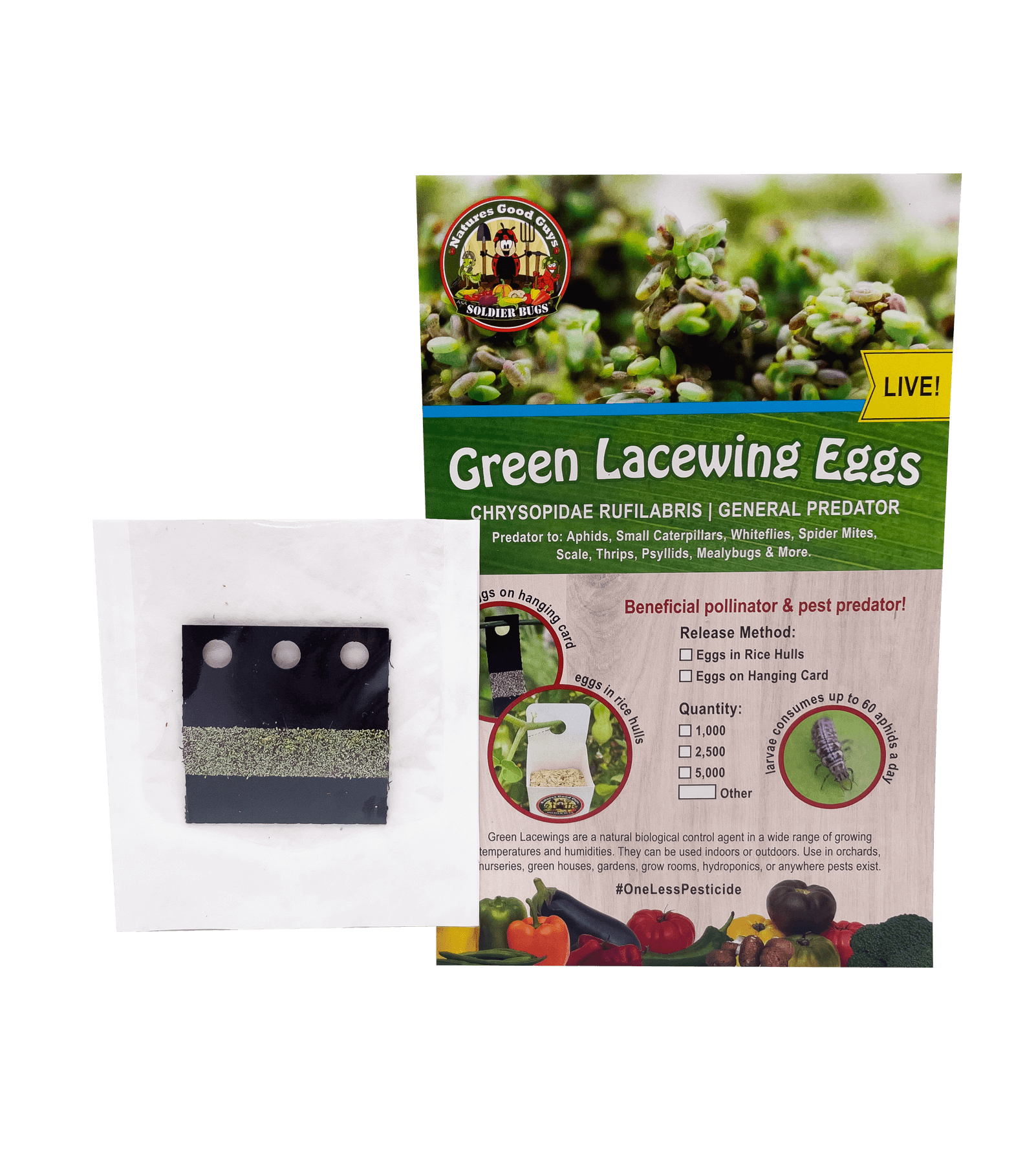 Green Lacewing Eggs on Hanging Card - Aphid Exterminator