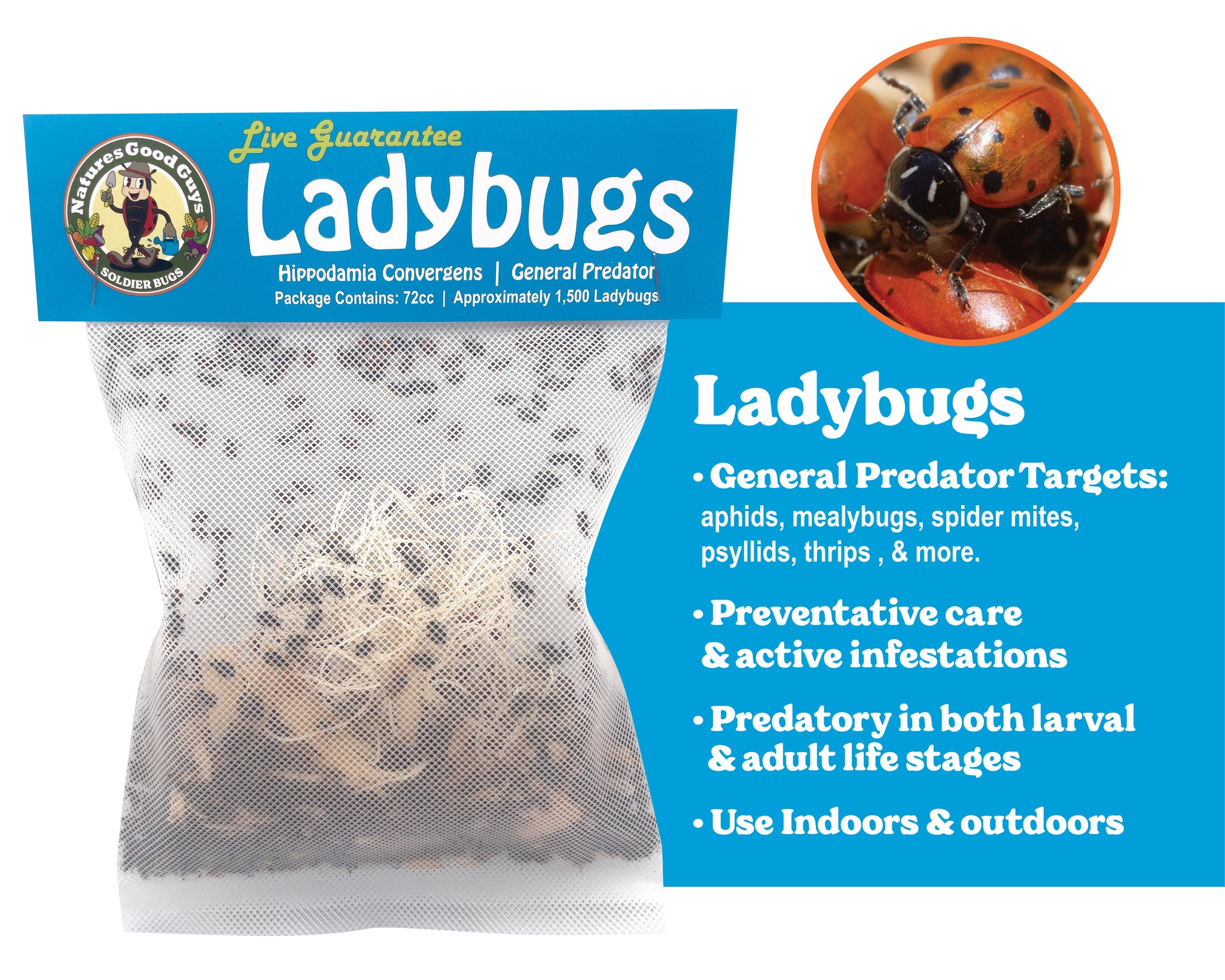 Ladybugs - General Predators – NaturesGoodGuys