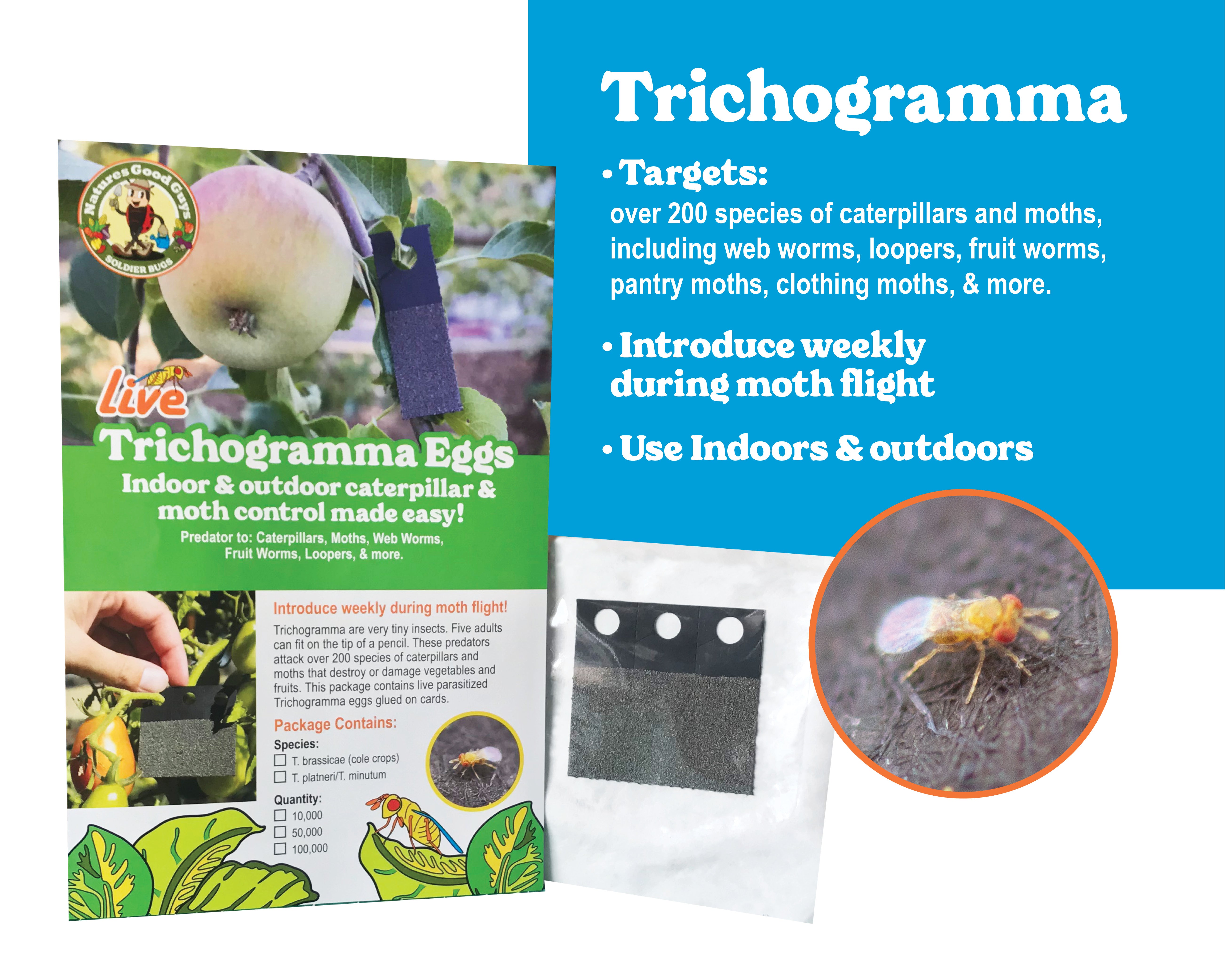 indoor plant moths Trichogramma Eggs on Hanging Cards