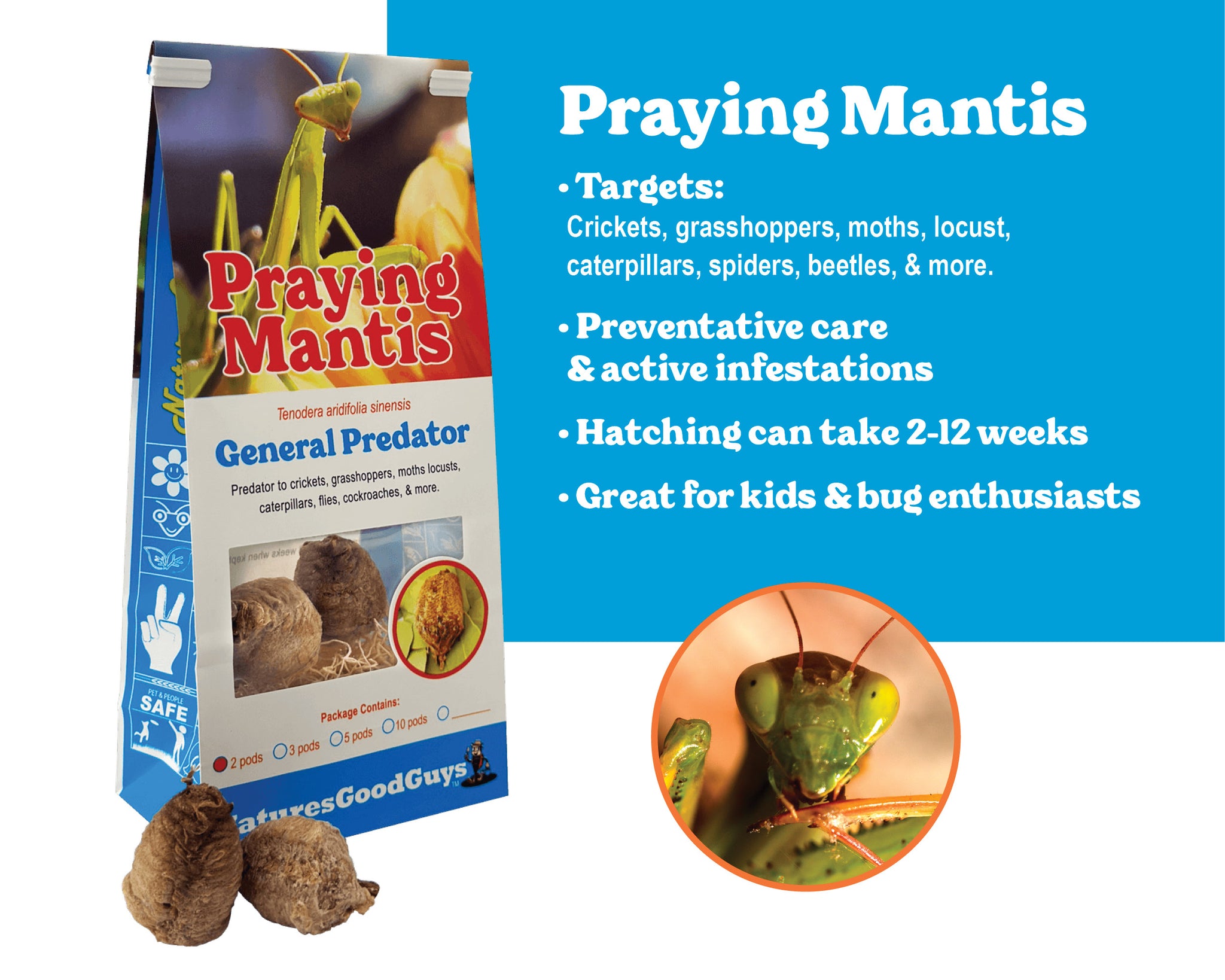 Praying Mantis Egg Cases Carnivorous General Predator