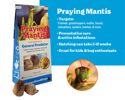 Praying Mantis Egg Cases