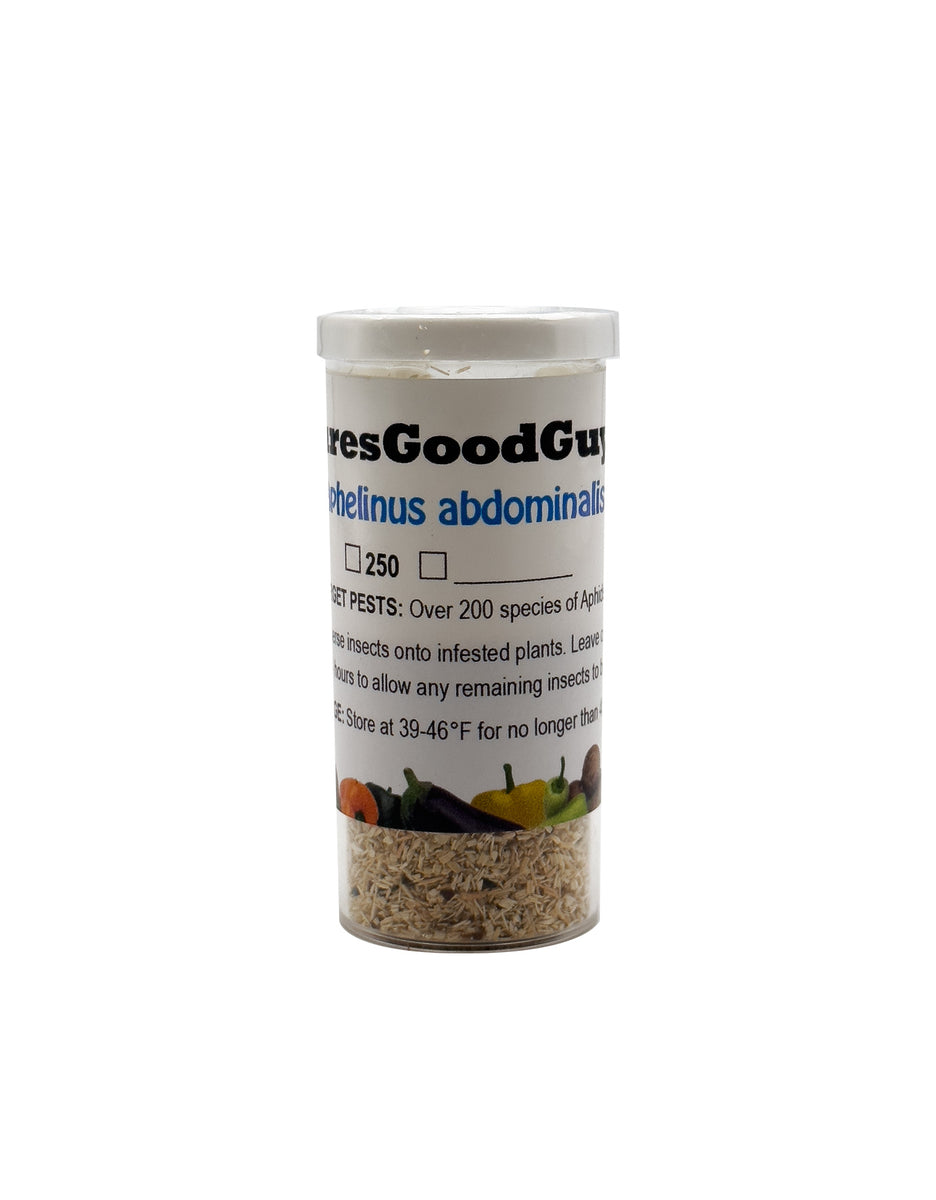 Aphelinus abdominalis Aphid Control NaturesGoodGuys