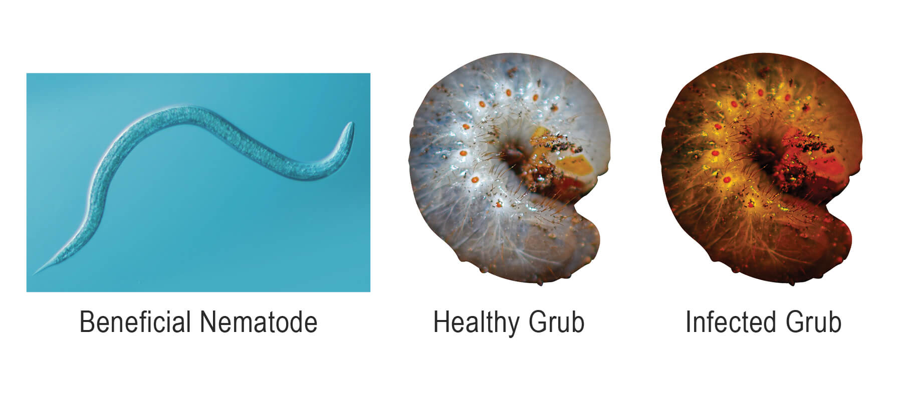 Nematodes Cod Nematode