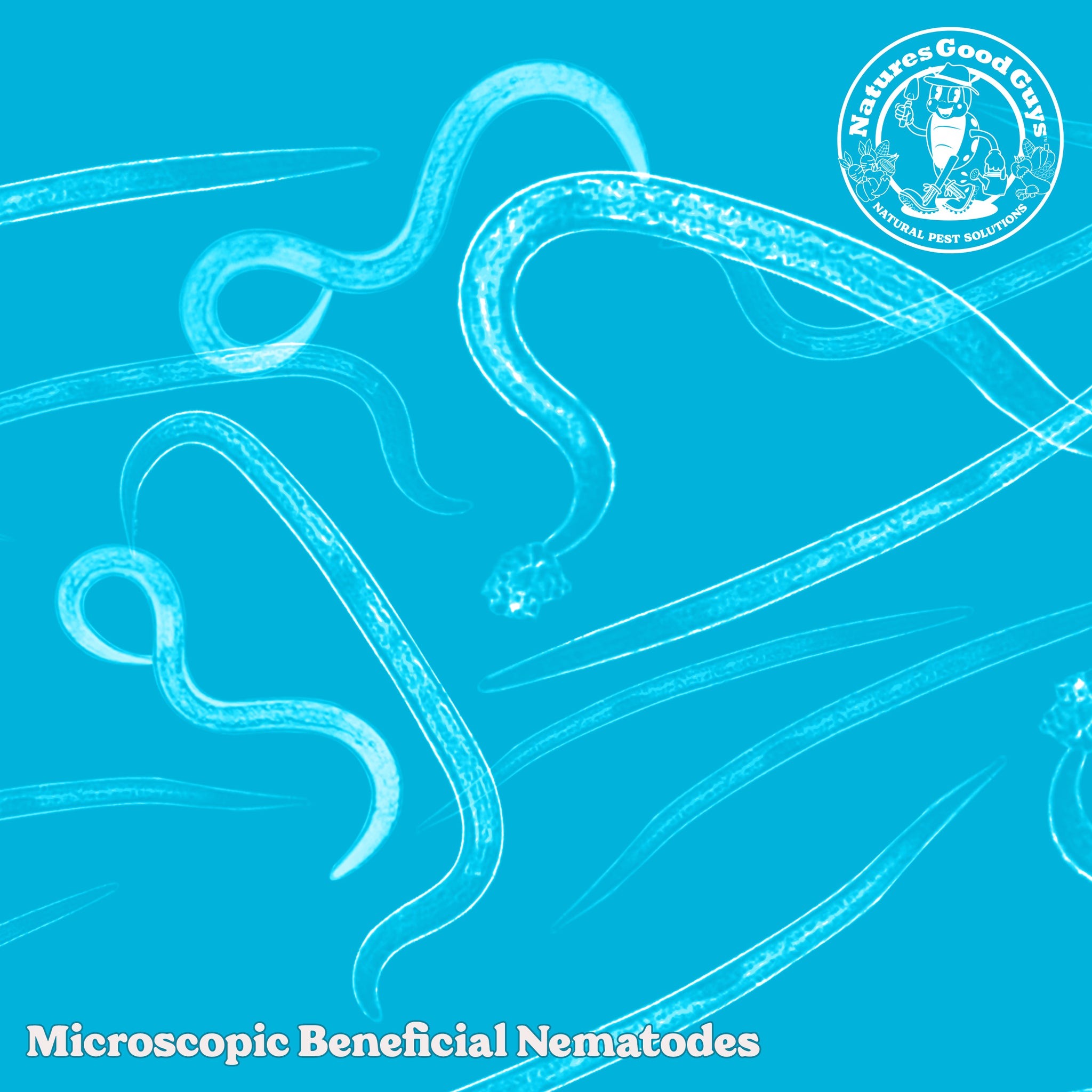 Beneficial Nematodes HB – Targets Grubs, Japanese Beetles