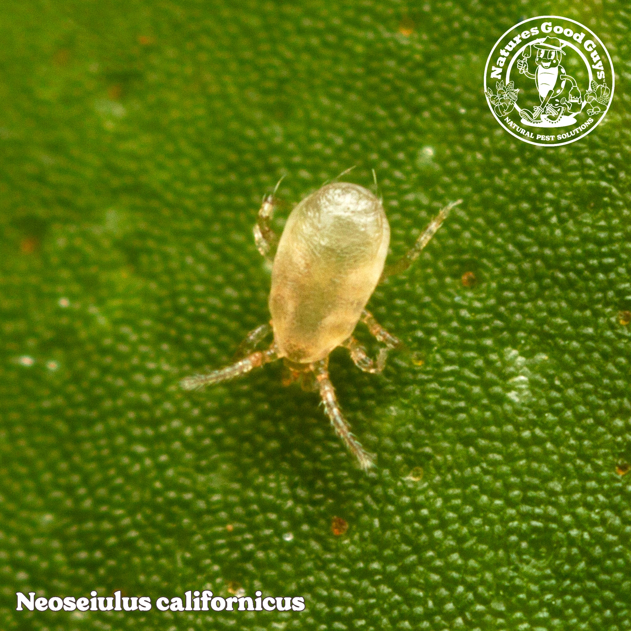 predatory mites for indoor plants Neoseiulus californicus Bottled Mites | General Mite Predator