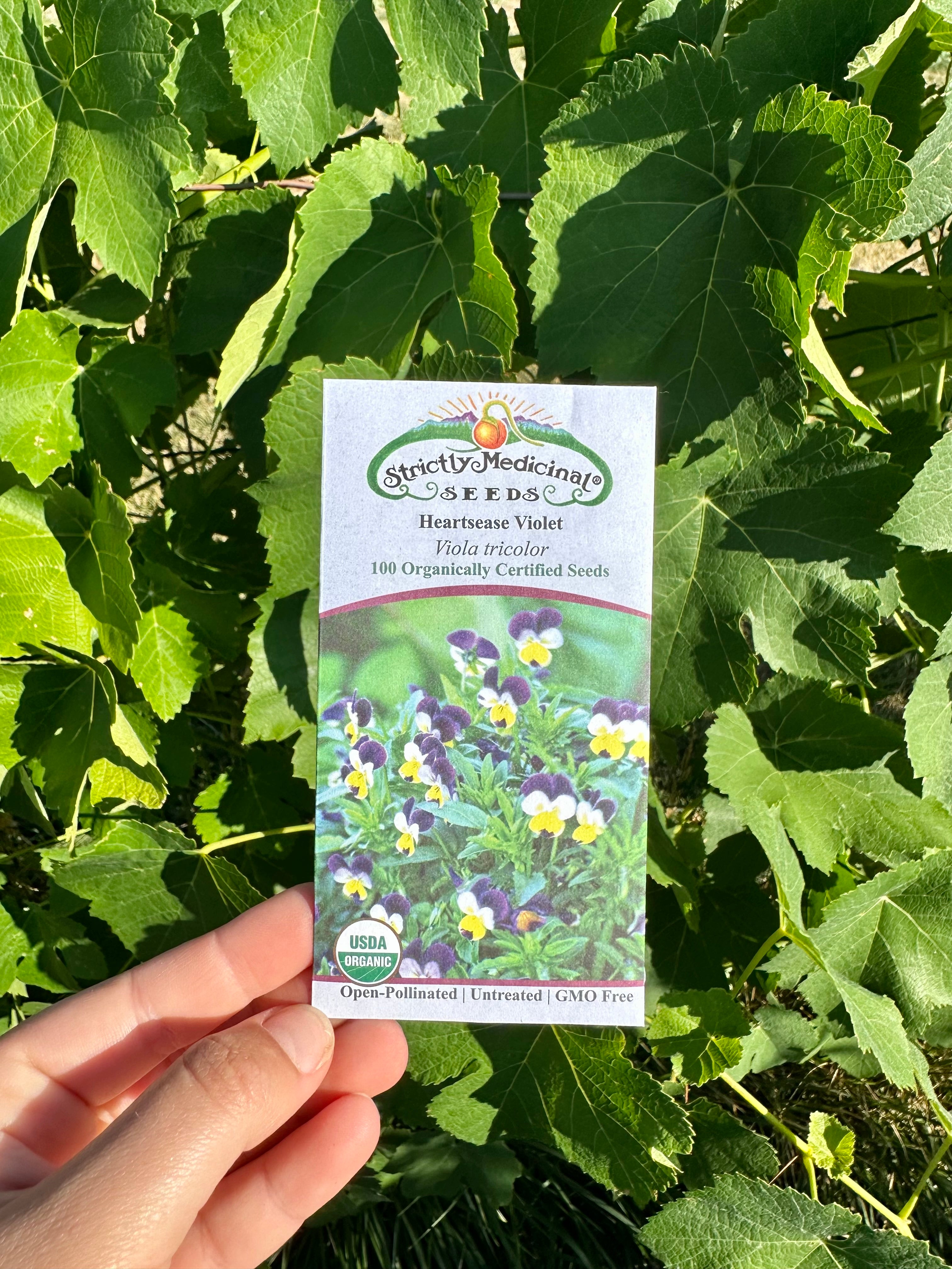 violet flower seed Heartsease Violet Seeds – NaturesGoodGuys