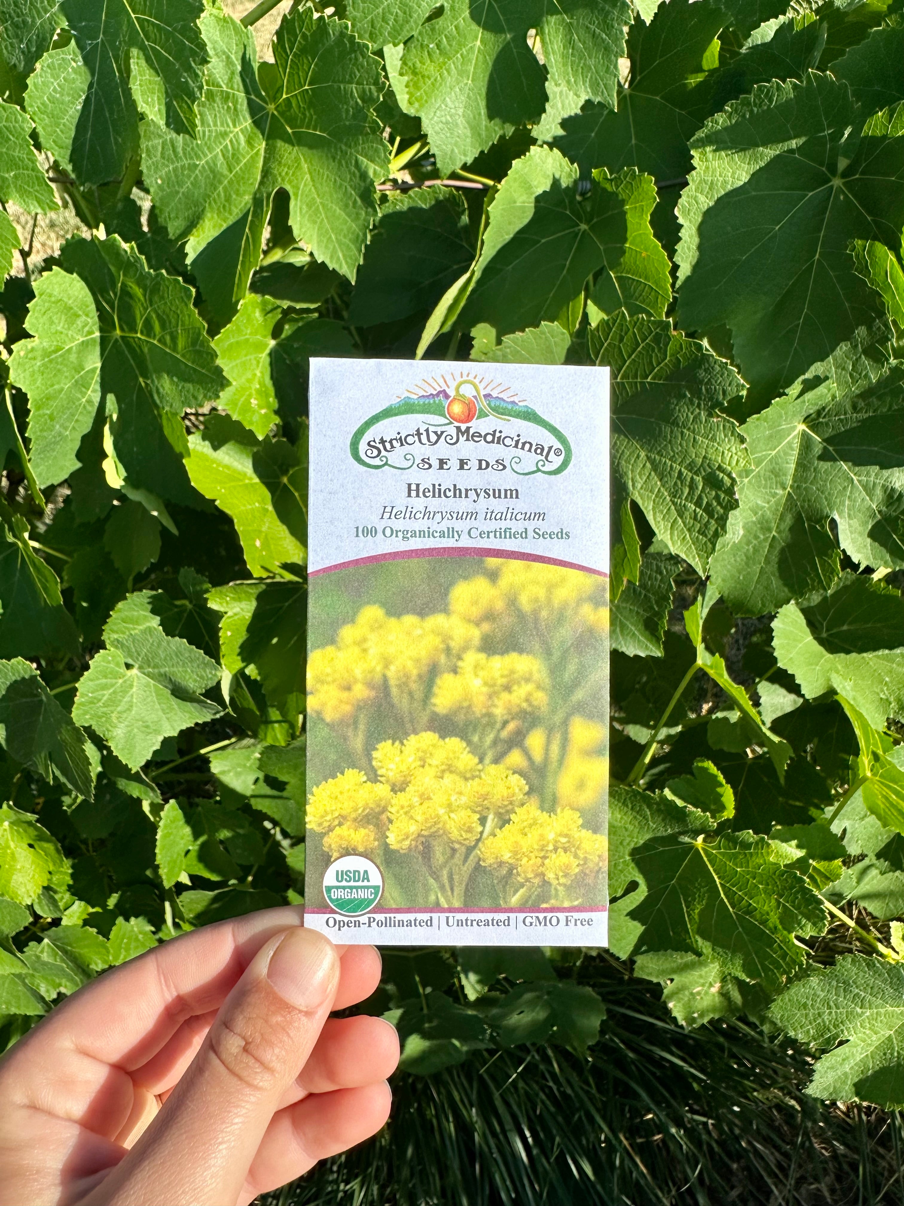 helichrysum flower seeds Helichrysum Seeds – NaturesGoodGuys