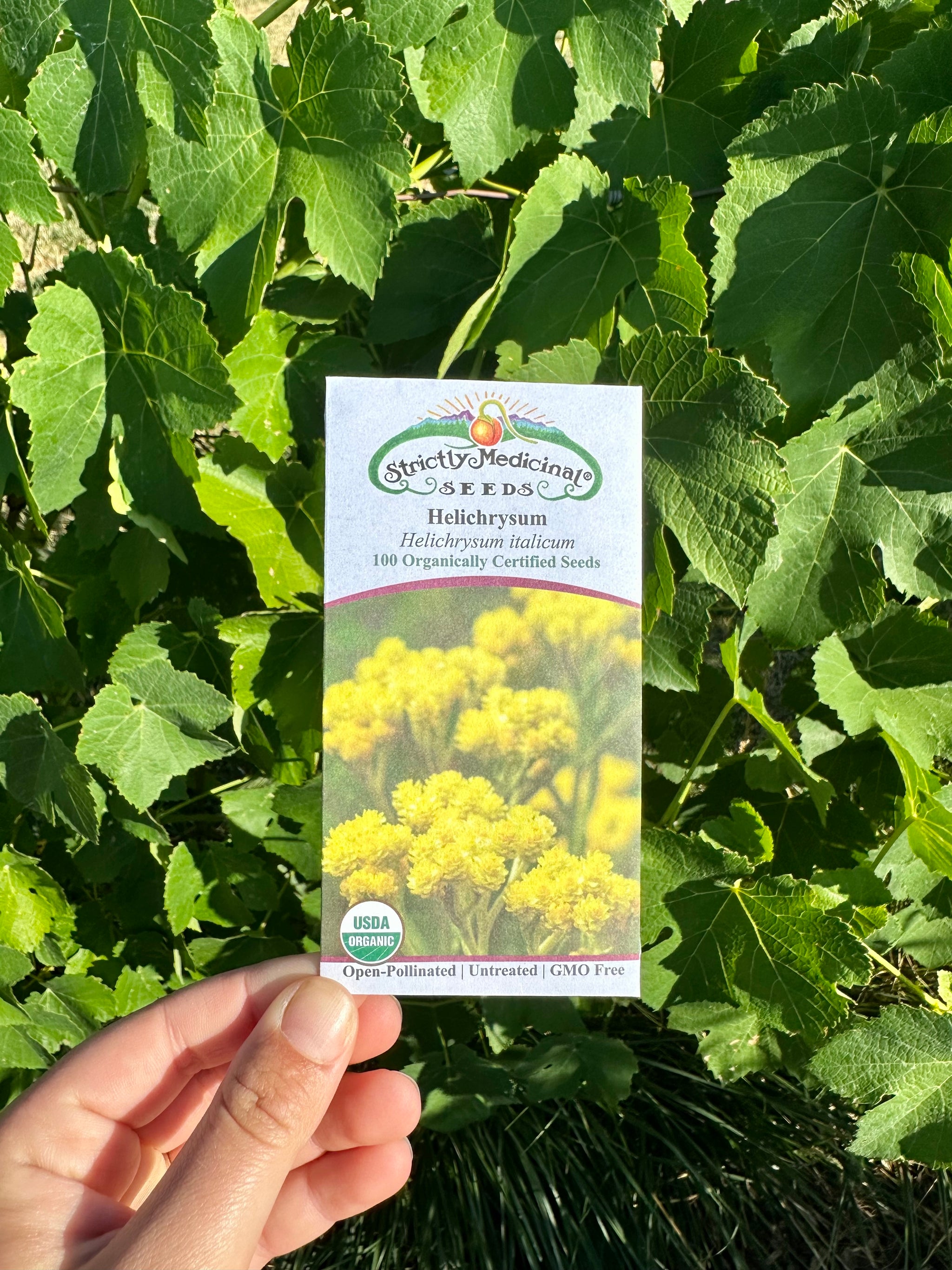 immortelle flower seeds Helichrysum Seeds – NaturesGoodGuys