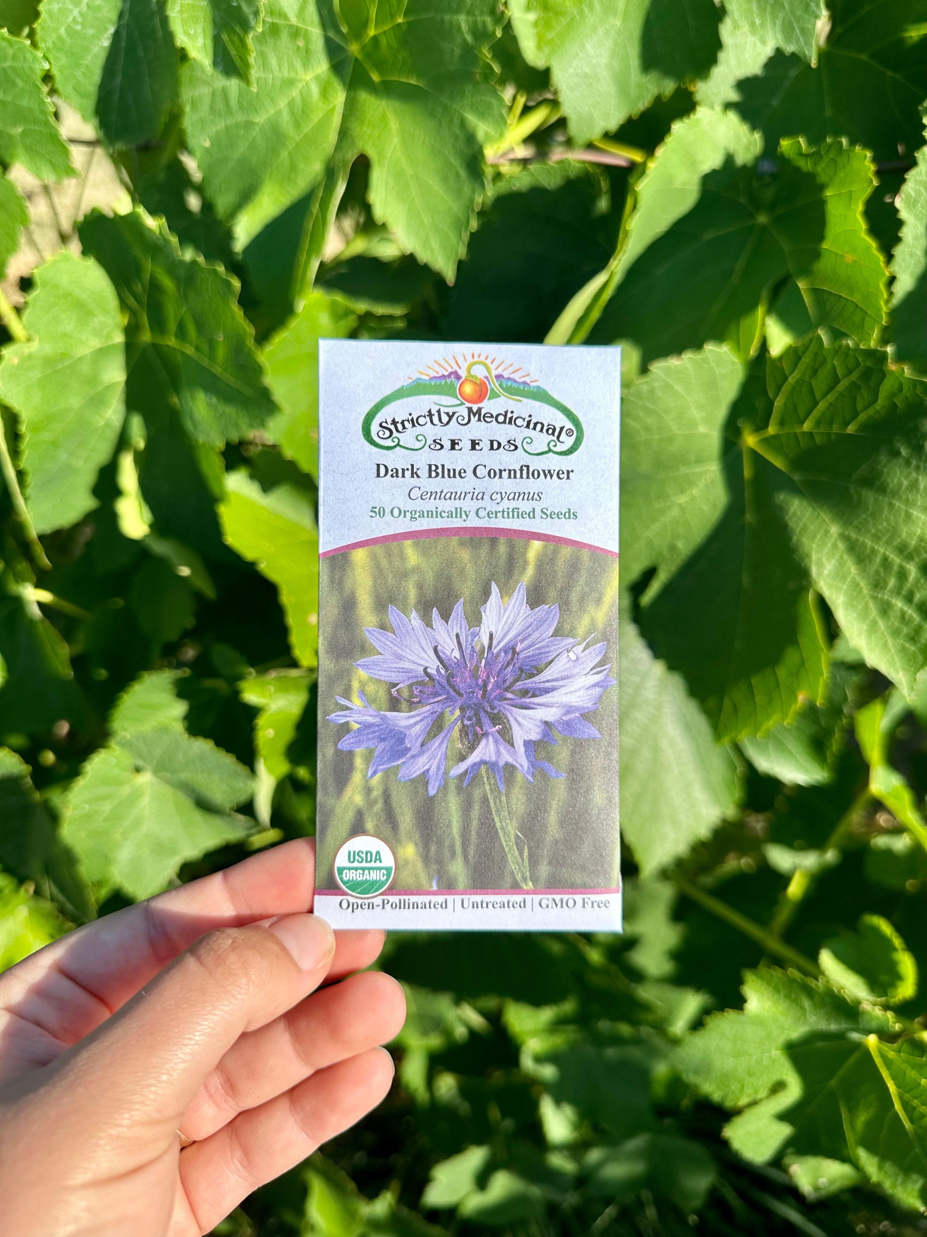 blue echinacea seeds Dark Blue Cornflower Seeds – NaturesGoodGuys