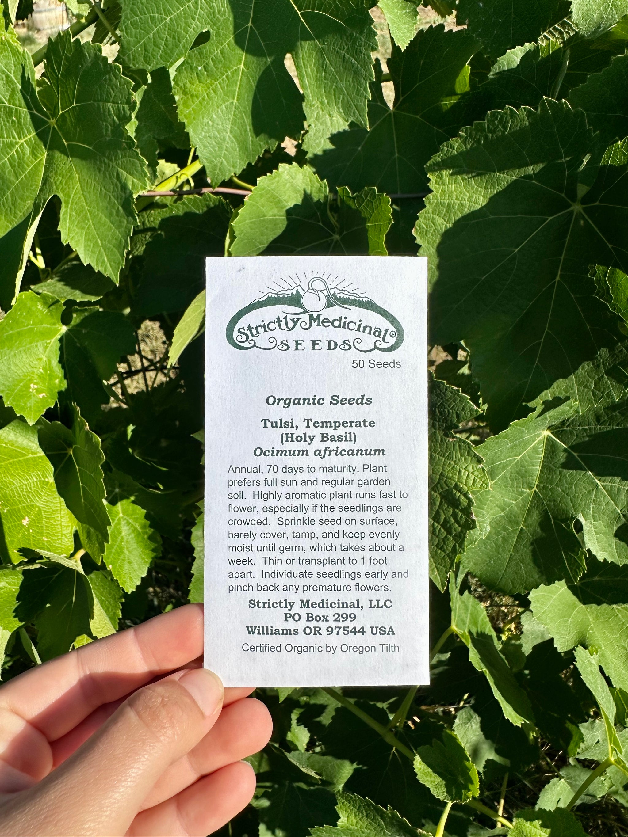 holy basil seeds for planting Tulsi (Holy Basil) Seeds – NaturesGoodGuys