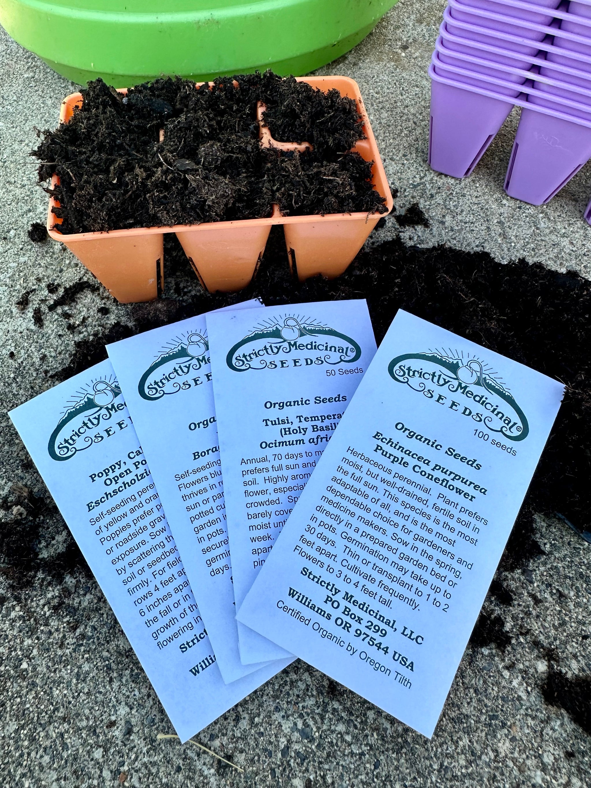 planting coneflower seeds indoors Purple Coneflower Seeds – NaturesGoodGuys