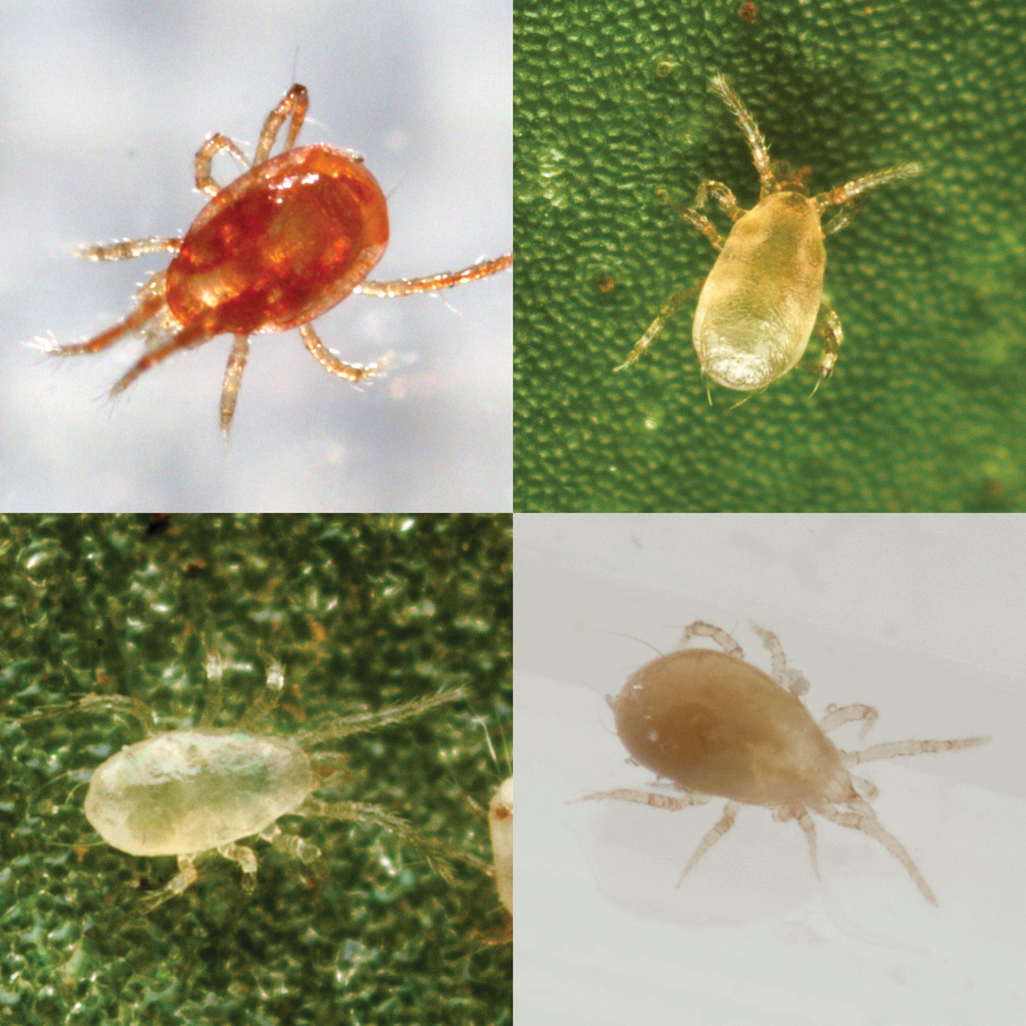 predatory bugs for indoor plants Special Blend Predatory Mite Mix