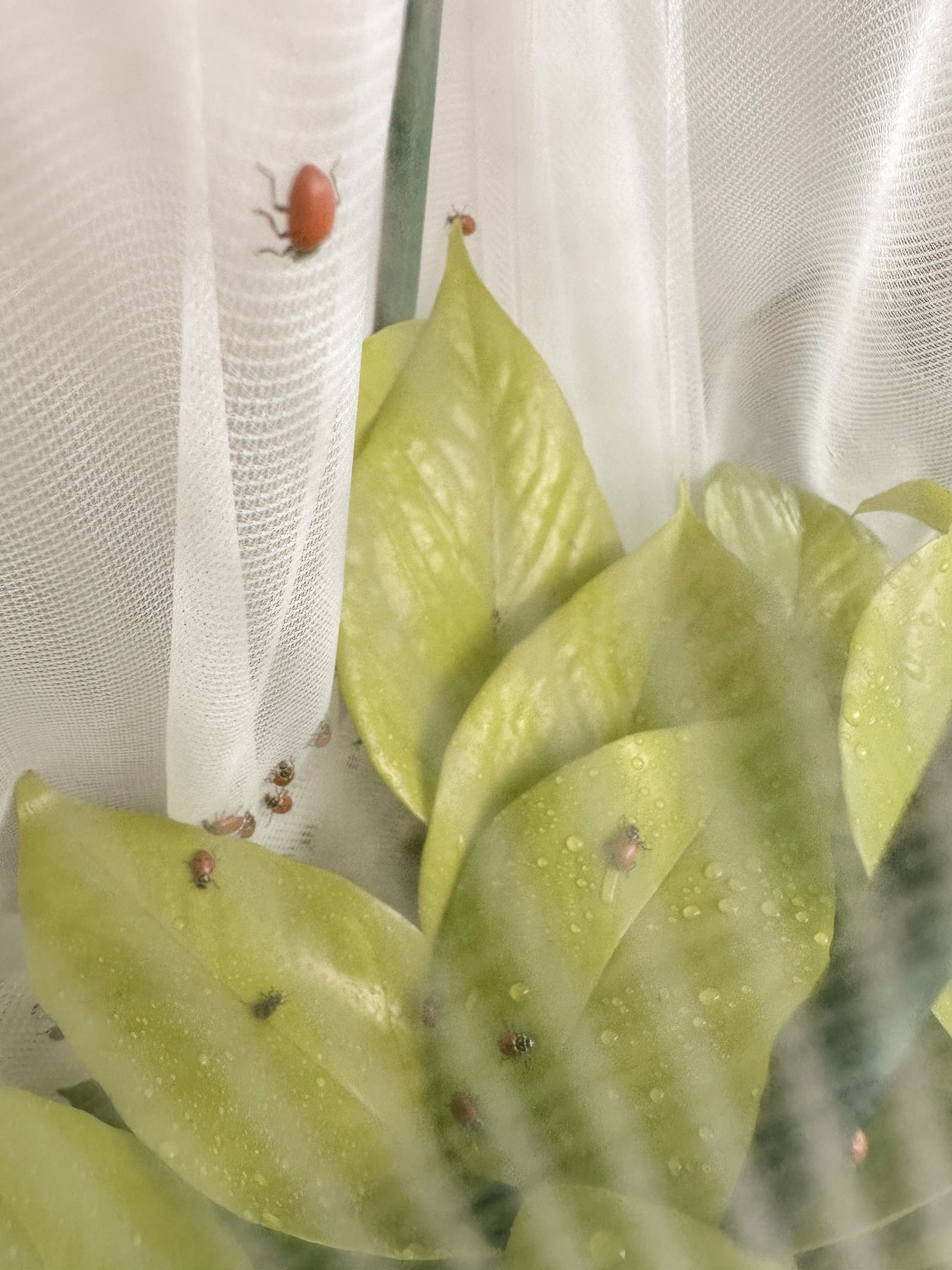 Go Oh Insect Beneficial Insect Netting - Keep the good bugs on your houseplants ...