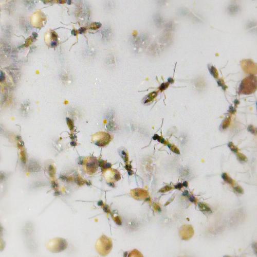 Aphidius colemani - Targets cotton (melon) aphids, aphis gossypii, green peach aphids and more