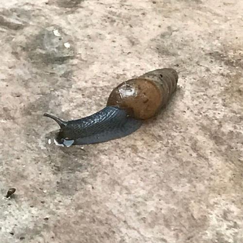 Decollate Snails - Targets brown and white garden snails