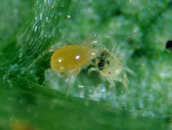 Amblyseius (Neoseiulus) fallacis - Closeup