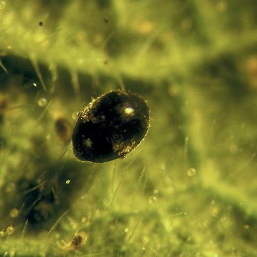 Stethorus punctillum - Targets two spotted spider mites, european red mites and more