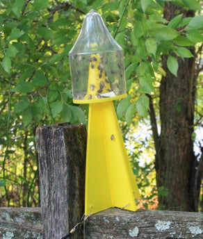 DEAD-INN Stink Bug Trap